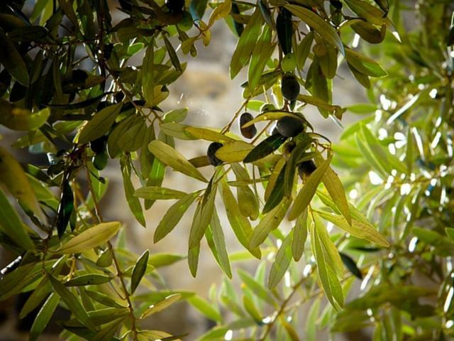 Anna Belle Elegant Agriresort Sorrento Dış mekan fotoğraf