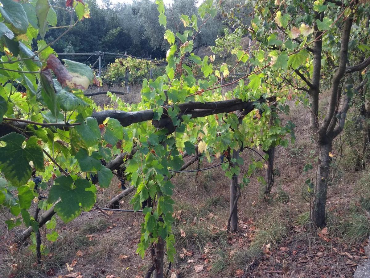 Anna Belle Elegant Agriresort Sorrento Dış mekan fotoğraf