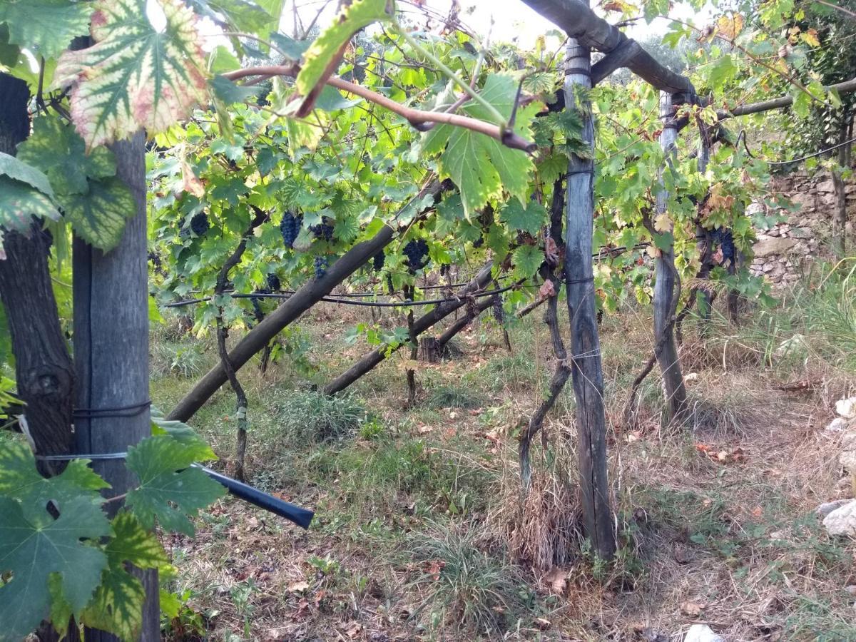 Anna Belle Elegant Agriresort Sorrento Dış mekan fotoğraf